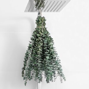 10 Pcs Dried Eucalyptus Stems 17″ Real Eucalyptus for Shower Hanging 100% Made from Fresh Leaves, Wedding, Home, Farmhouse, DIY Spring Decor Bathroom Decor Home Decor