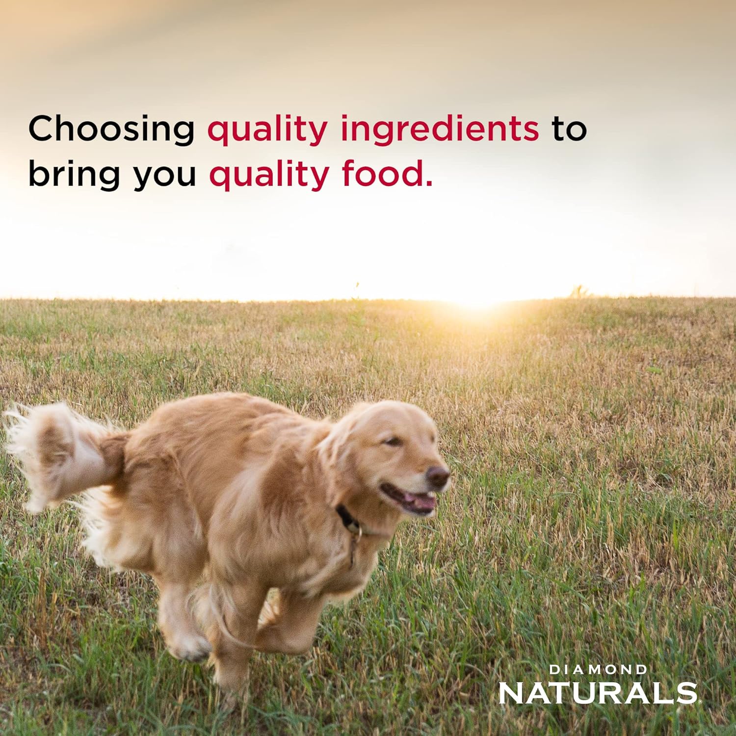 Diamond Naturals Adult Dry Dog Food Lamb Meal and Rice Formula Made with Quality Lamb Protein, Probiotics and Essential Nutrients to Support Balanced and Overall Health 40Lb - Image 4