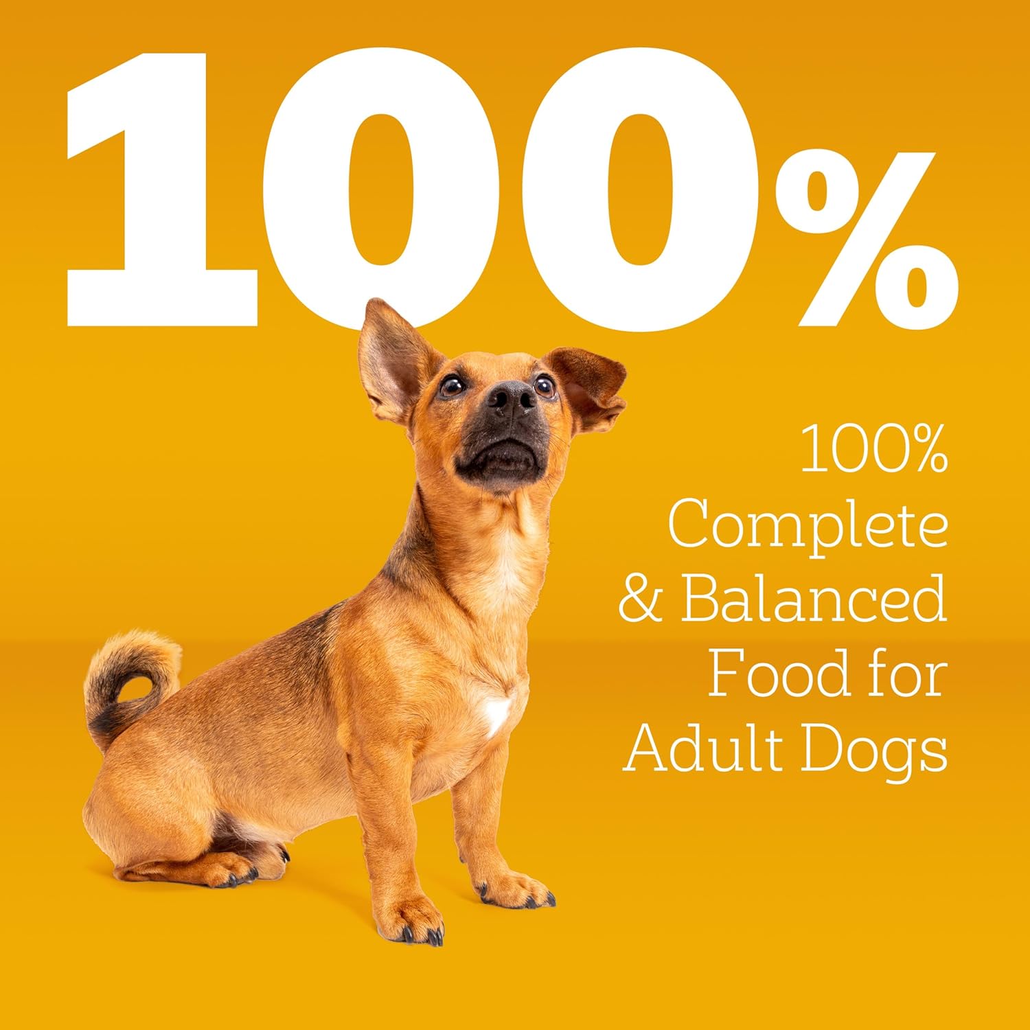 Pedigree Dry Dog Food for Adult Small Dogs, Grilled Steak and Vegetable Flavor, 14 lb. Bag - Image 3