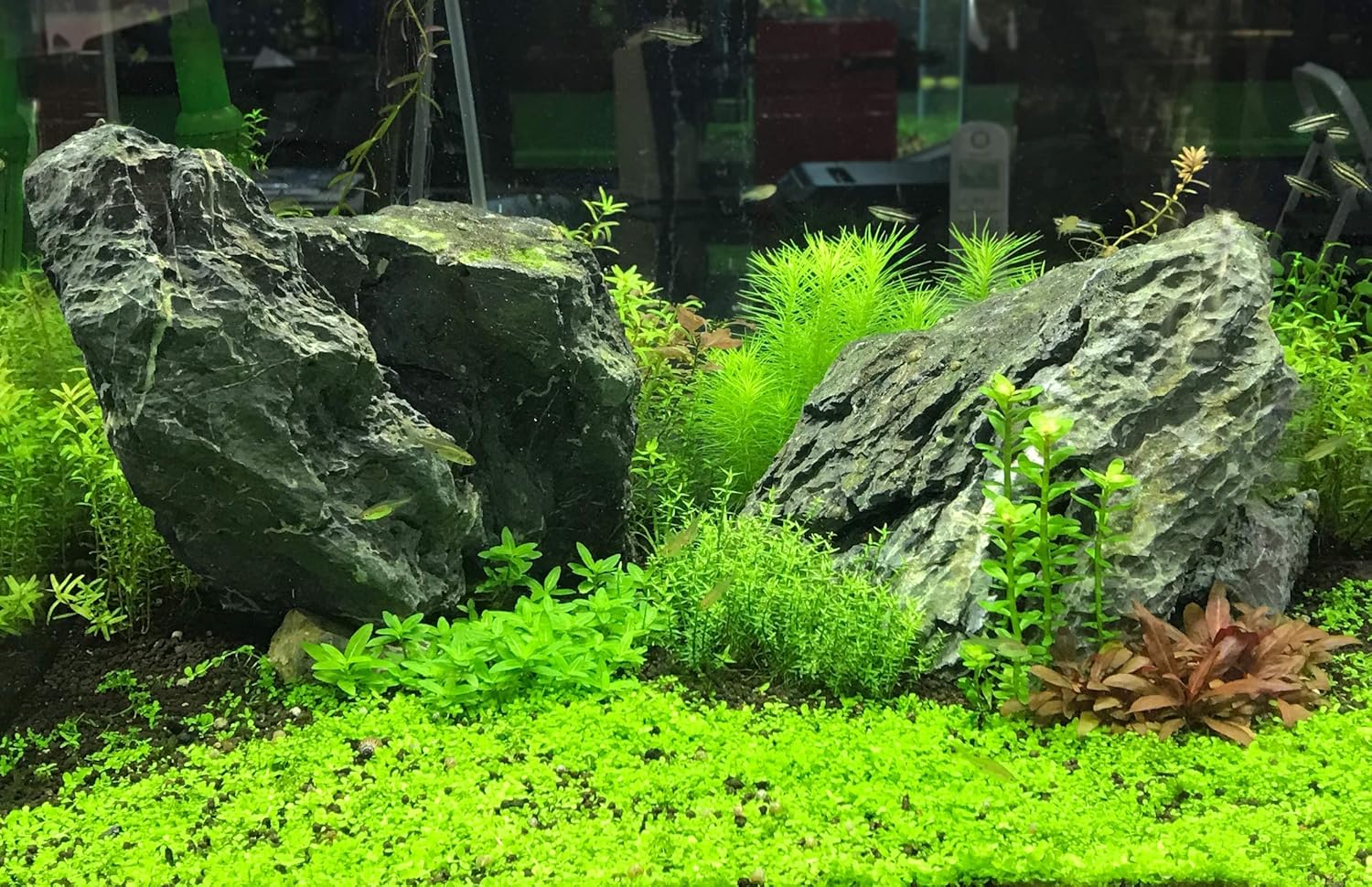 Seachem Flourish Tabs Growth Supplement - Aquatic Plant Stimulant 10 ct - Image 5