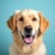 Pet Supplies